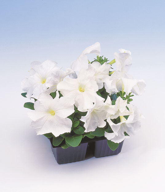 PETUNIA LIMBO BIANCO NR.1000 SEMI PILL.